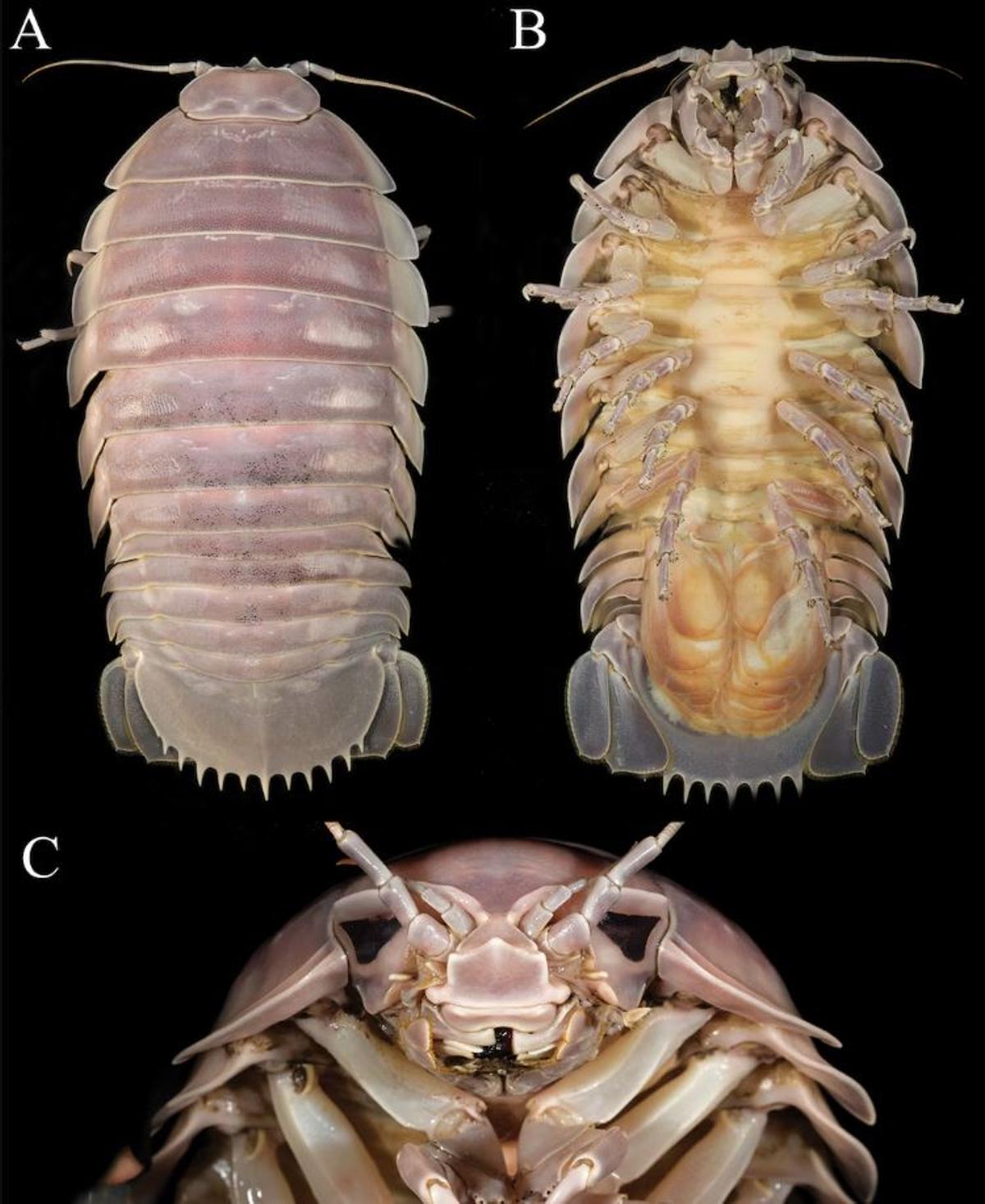 Image d'un exemple de l'espèce analysée