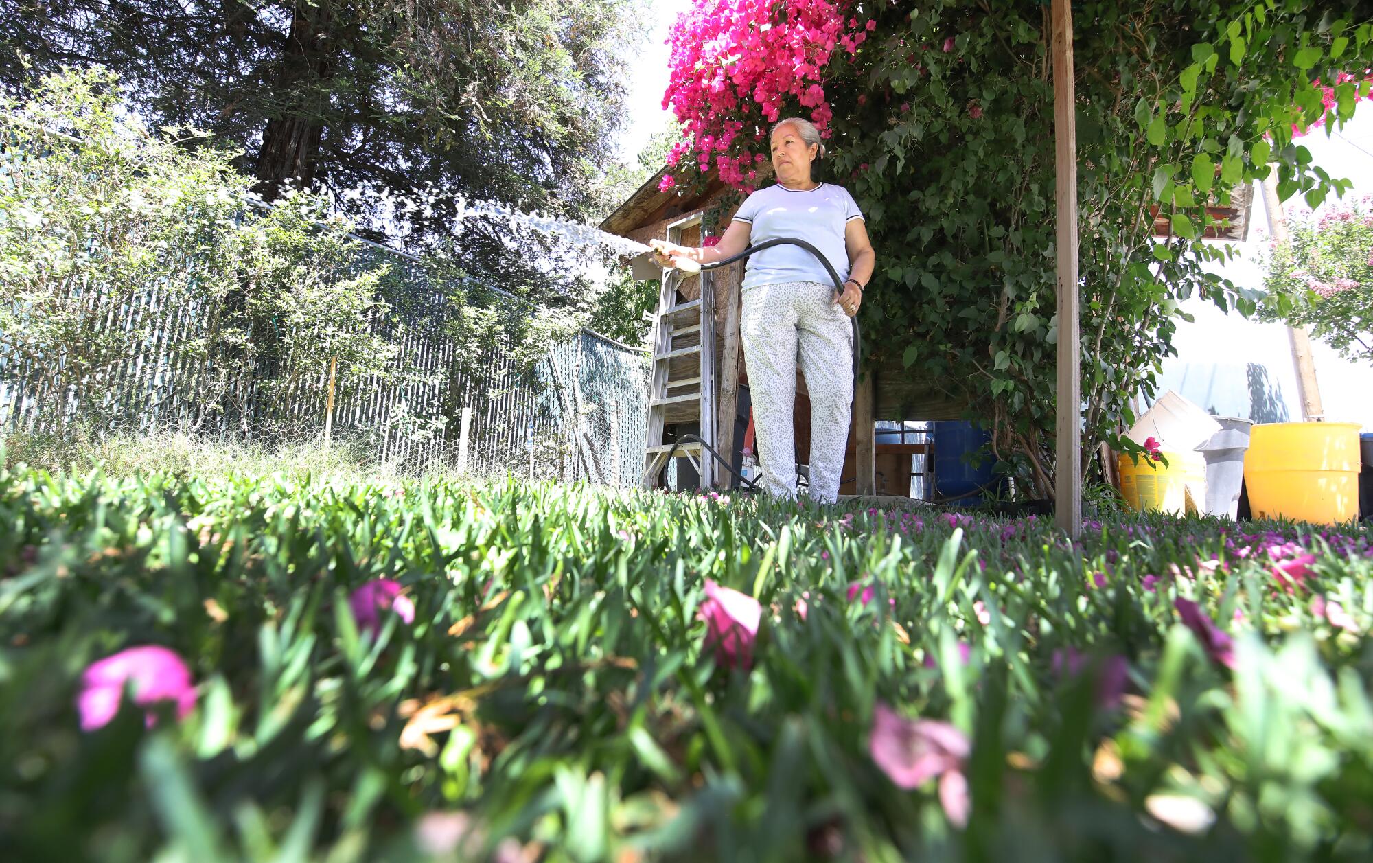 Une femme utilise un tuyau pour arroser les plantes alors qu'elle se tient devant un bougainvillier en fleurs devant sa maison.