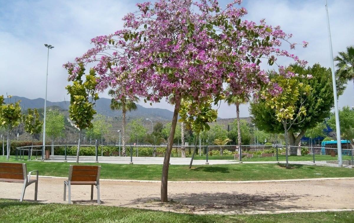 Arbre d'orquidée ou Bauhinia