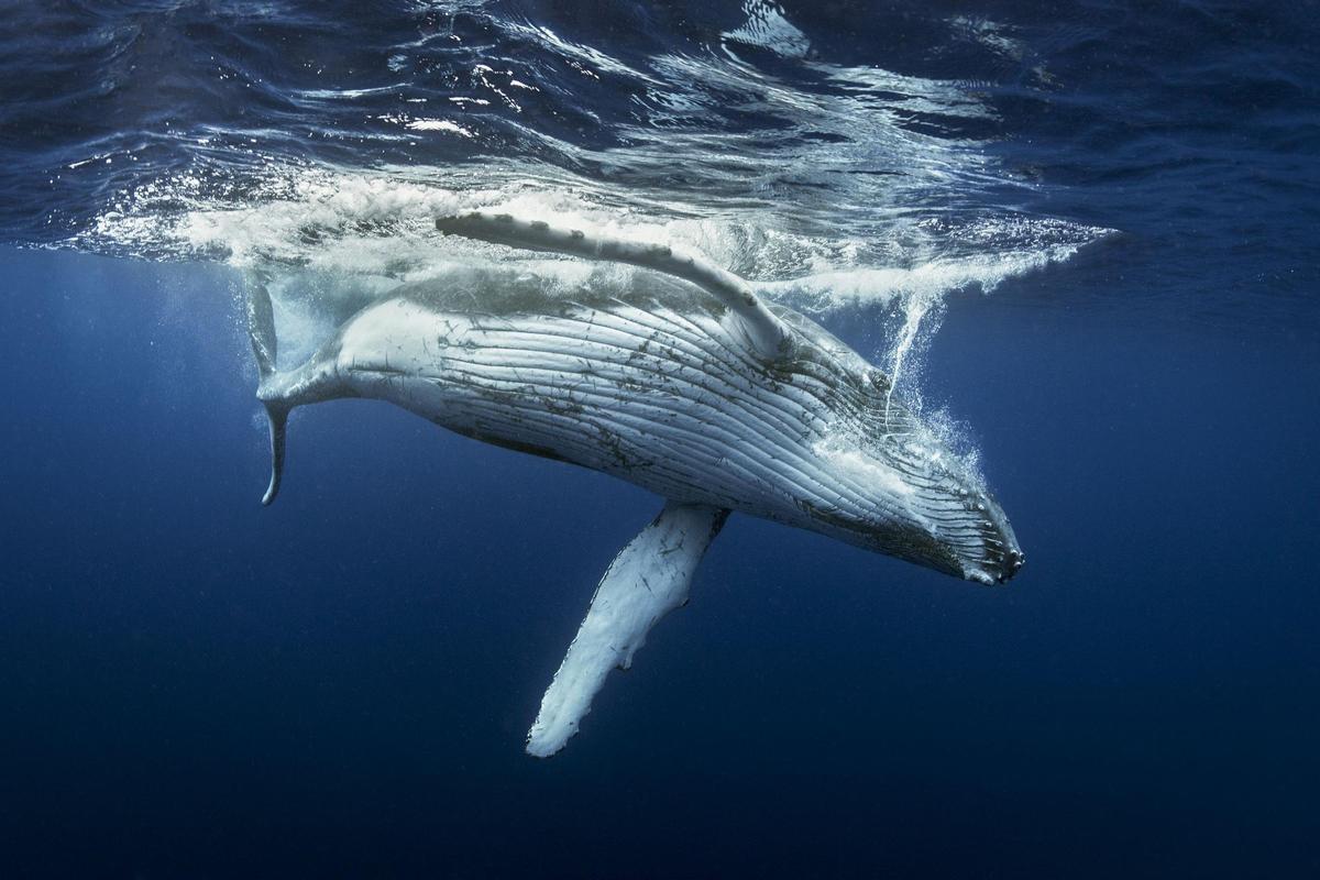Ballena jorobada, une des espèces qui est en train de récupérer