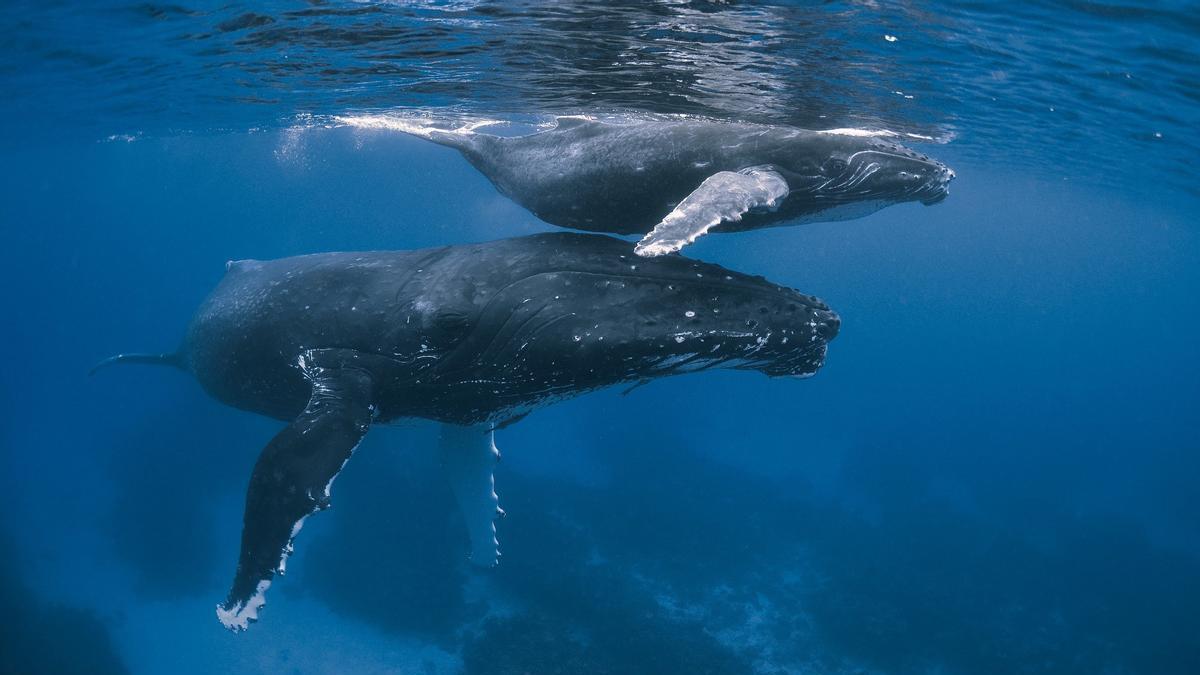 Las ballenas del planeta se están recuperando gracias a la prohibición de su caza