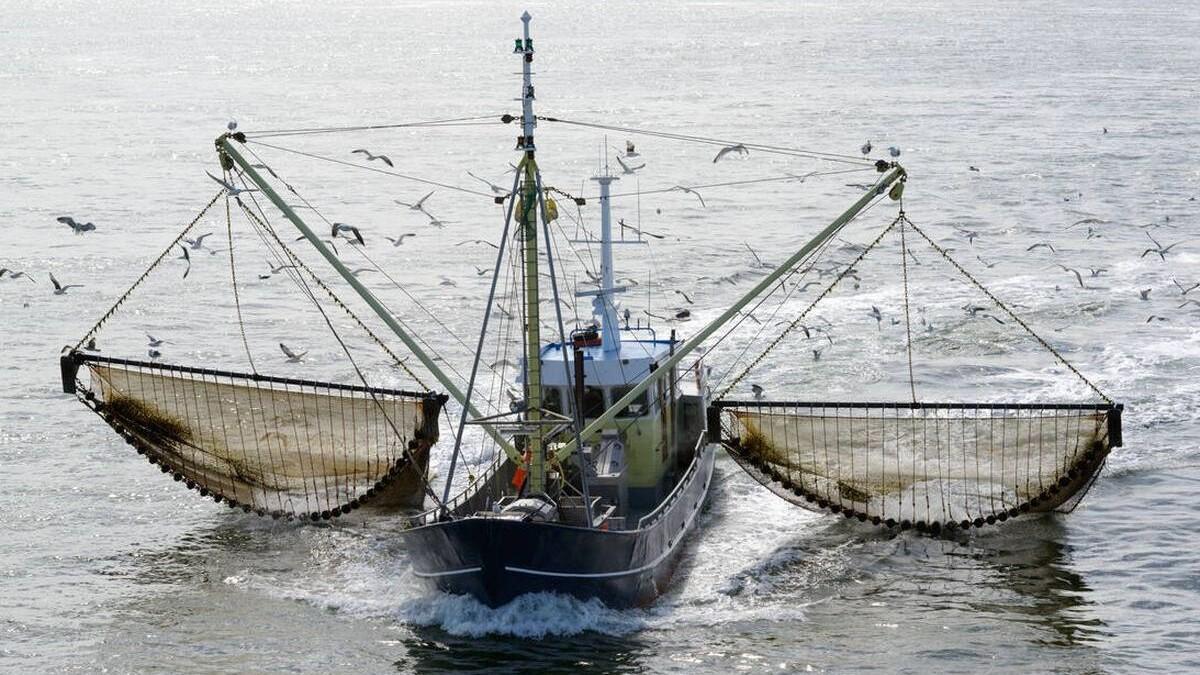 La pesca de arrastre sigue permitida en áreas marinas protegidas