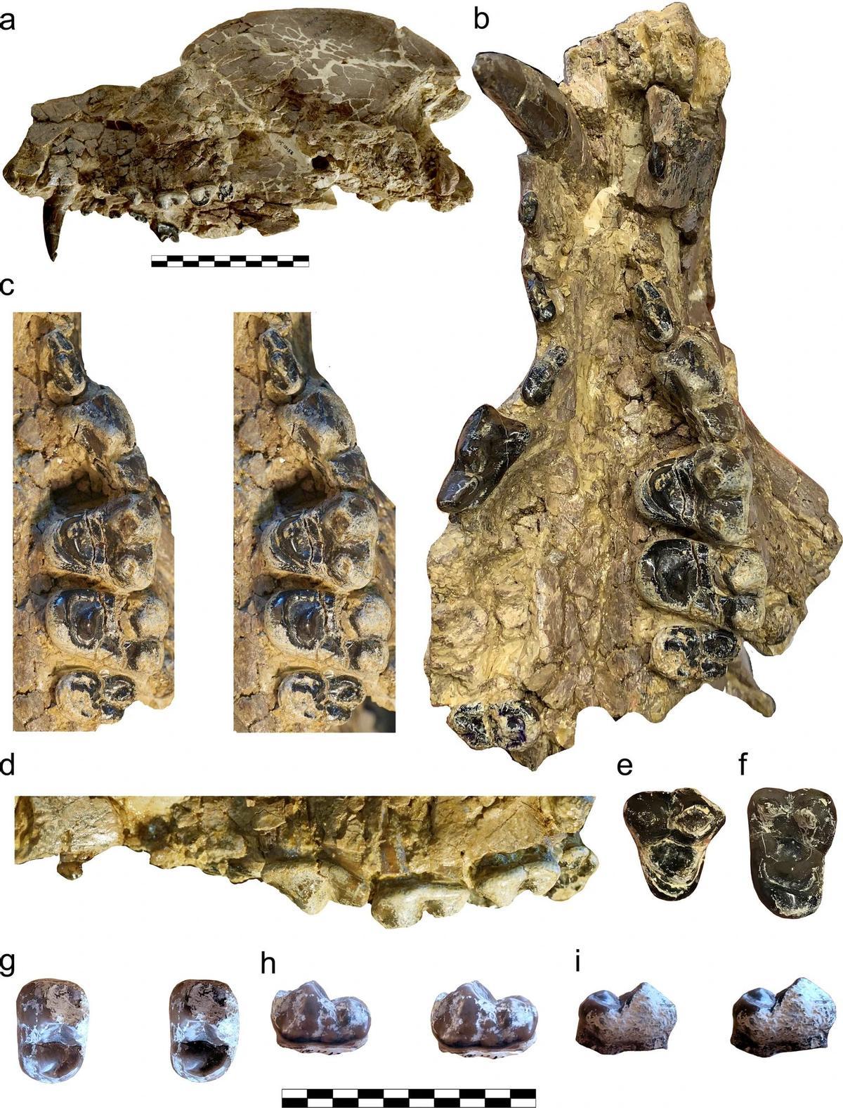 Restos fósiles que han permitido identificar la nouvelle espèce