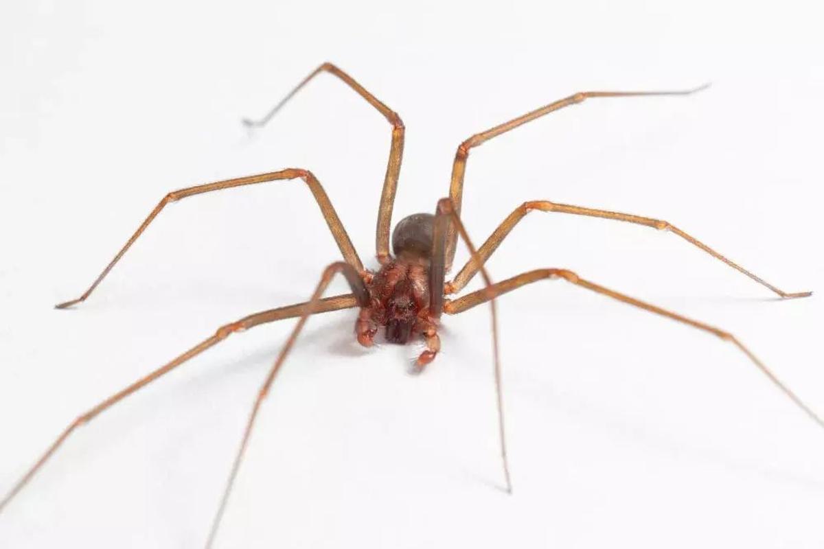 La picadura de la araña solo est grave dans des cas très rares