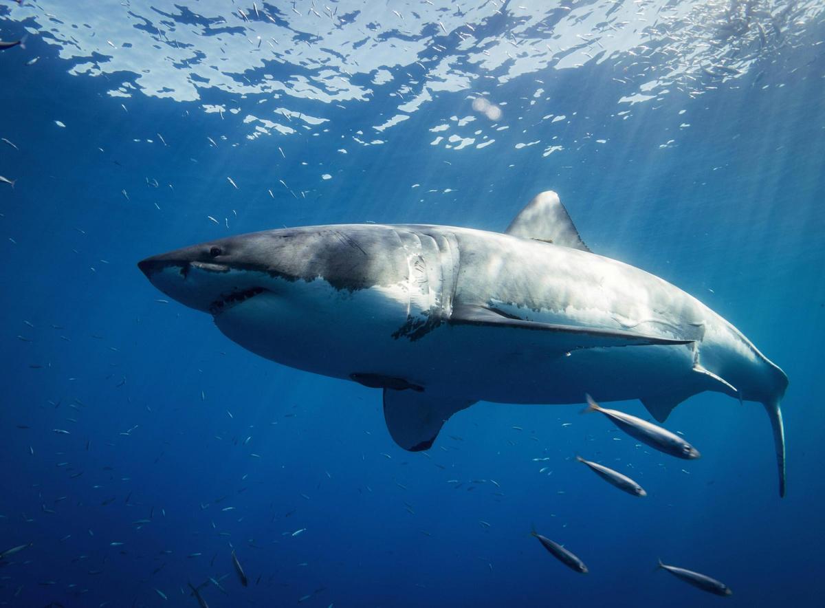 Les tiburones blancs de la Méditerranée forment une population unique dans le monde
