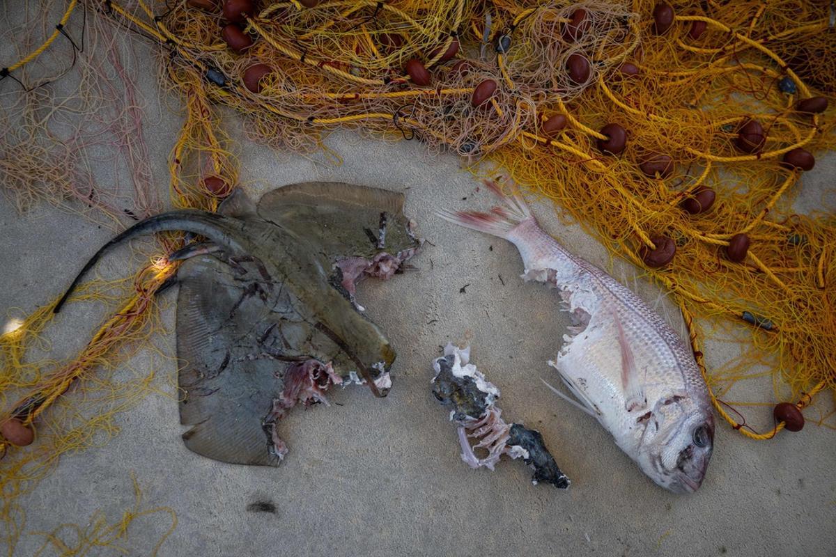 Animaux marins attaqués par un poisson mondial en Grèce
