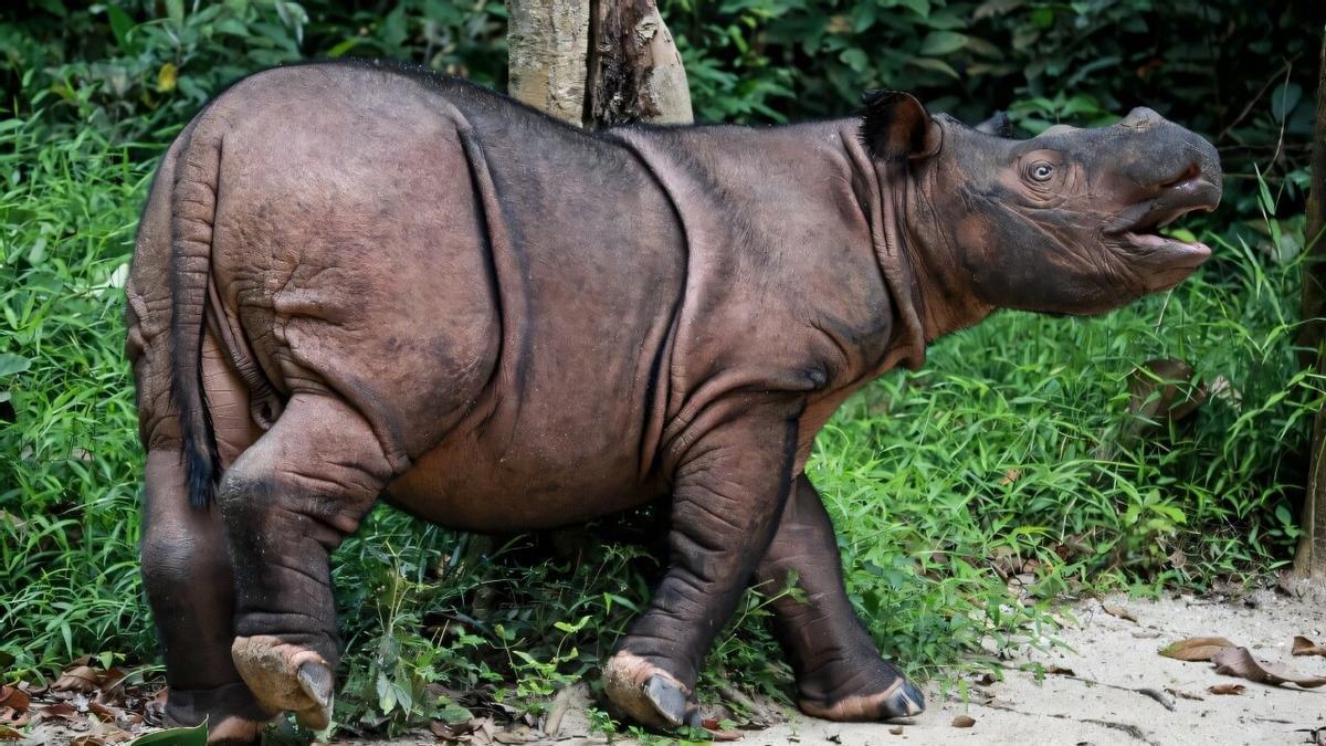 Solo queda un ejemplar de este animal viviendo en libertad