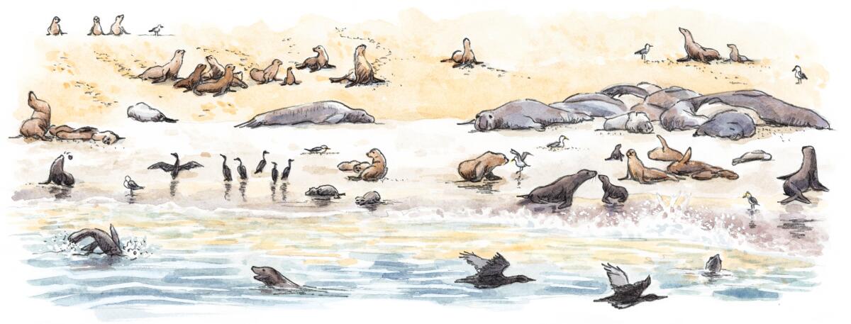 Une illustration de phoques sur l'île de San Miguel pour "Les nations cachées des animaux"