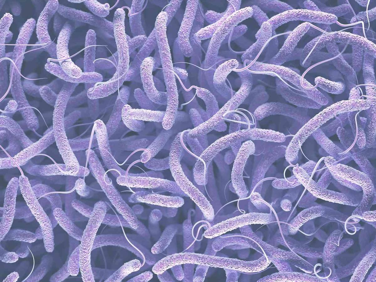 Les bactéries se propagent dans l'eau de mer, ainsi que dans les lagunes salées et l'embouchure du fleuve.