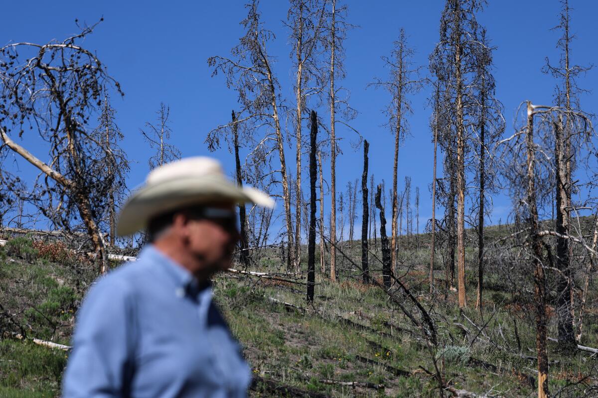 Un homme parmi les arbres calcinés qui ont brûlé lors de l’incendie gênant de l’Est de 2020 
