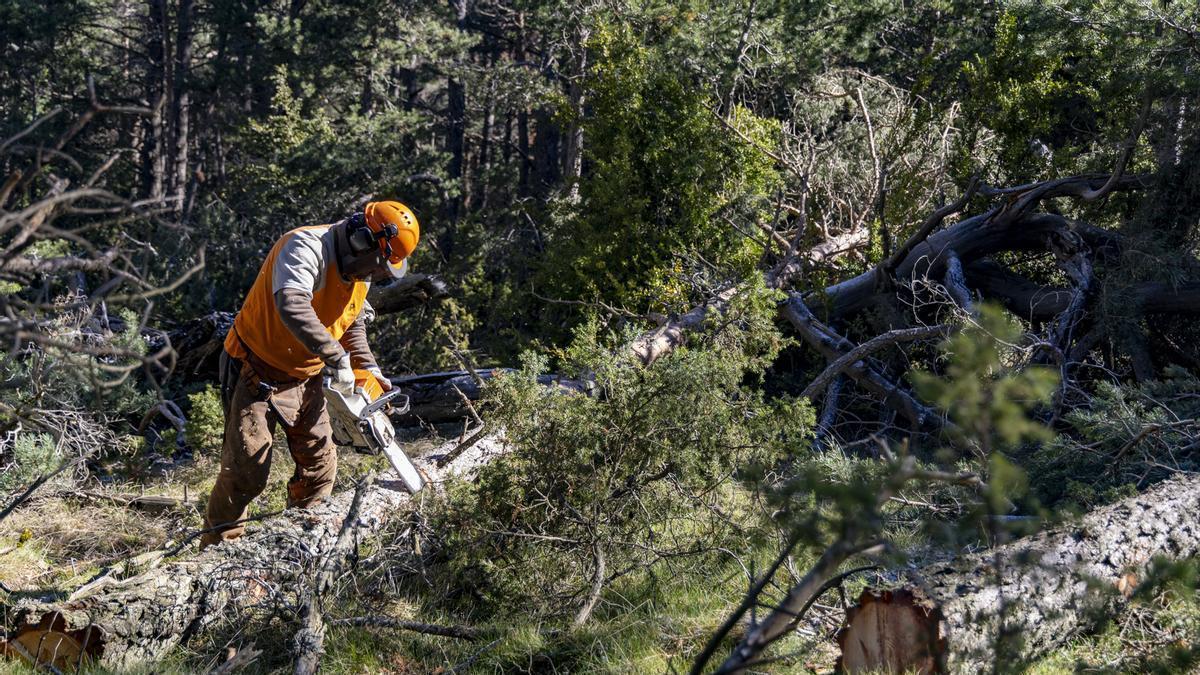 Trabajos de gestión forestal en Les Gavarres.