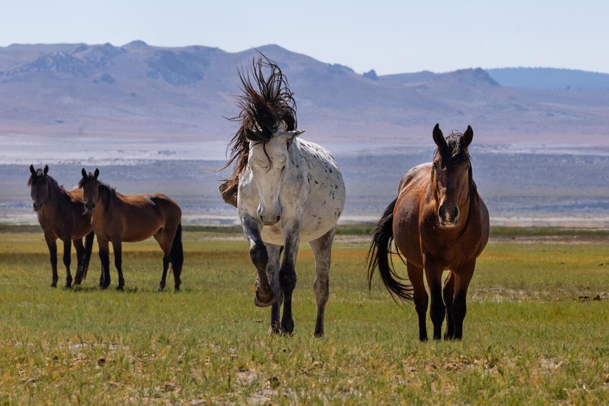 Un cheval blanc et trois marrons, sur fond de montagnes