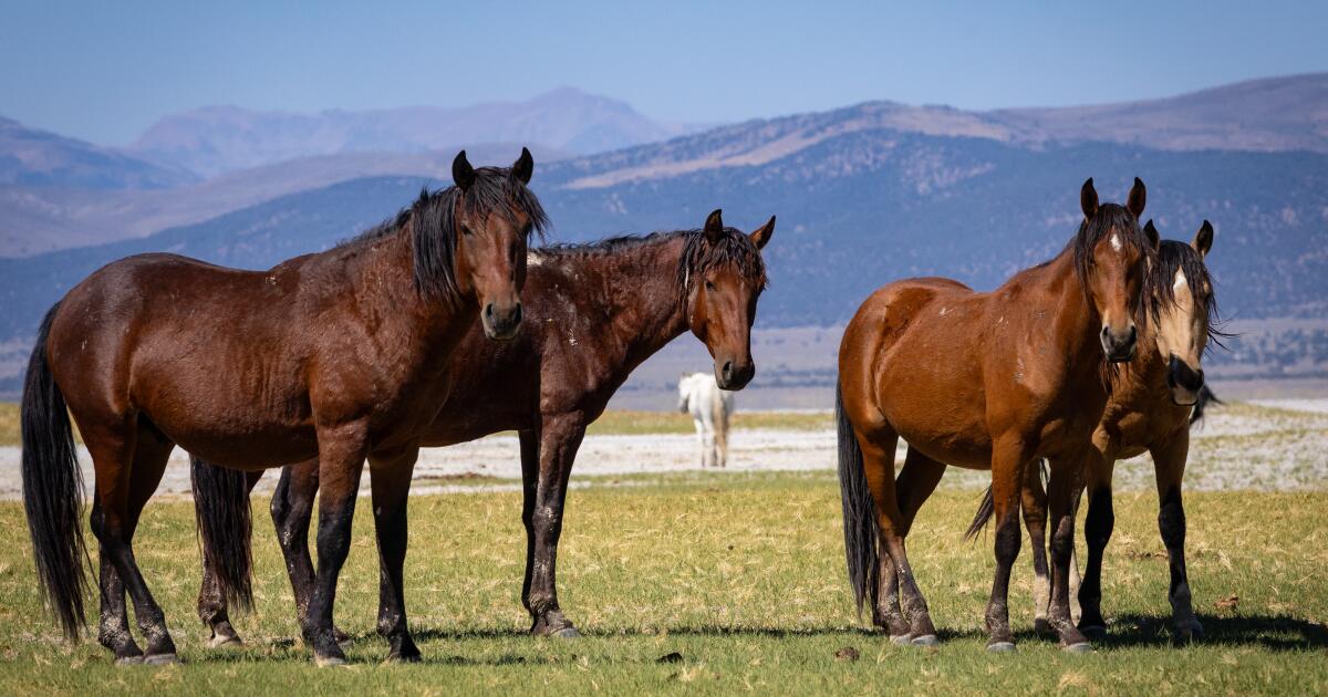 450 chevaux sauvages risquent d'être déplacés dans l'est de la Sierra, ravivant les affrontements
