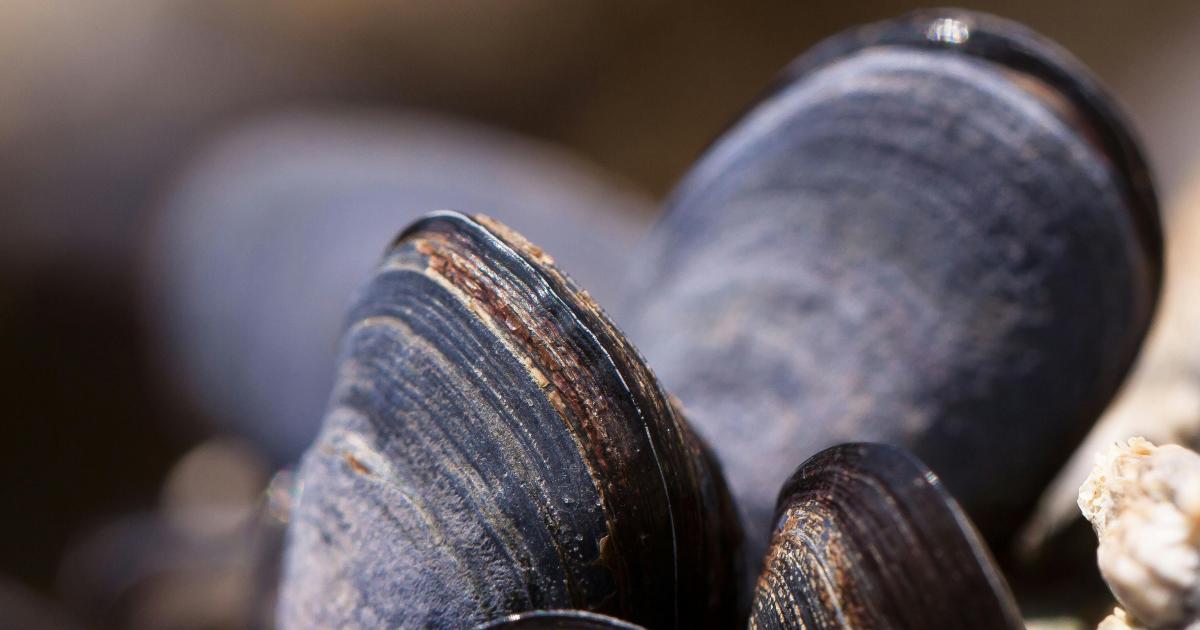 Atrophie des moules