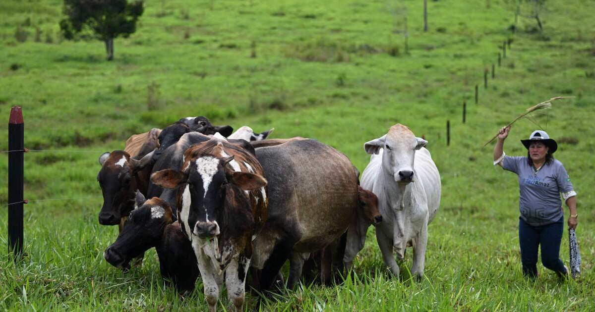Ce que la répression colombienne contre l’élevage illégal de bétail signifie pour la déforestation et les exportations de bœuf
