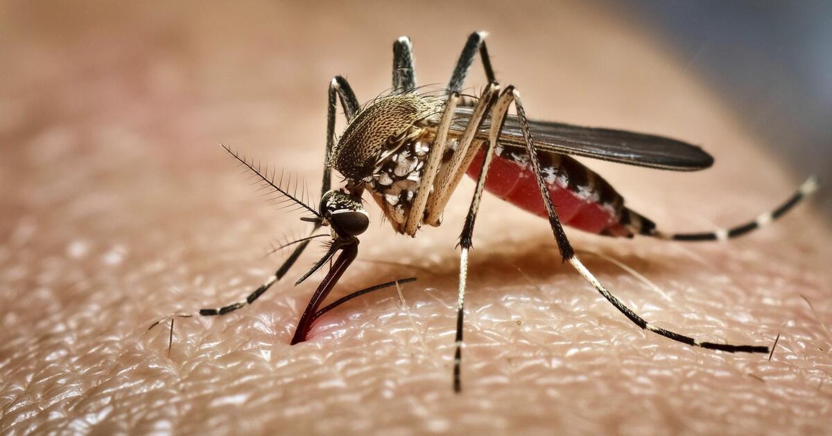 Comment le projet de Google de 32 millions de moustiques pourrait changer la lutte de la Californie contre la dengue