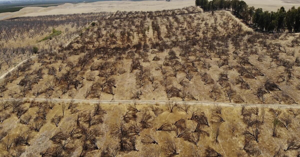 Contributeur : Une récente évaluation de la mauvaise allocation de l'eau en Californie est le premier pas vers la justice