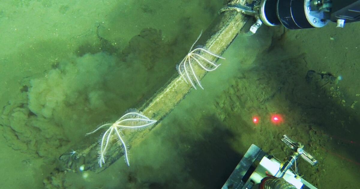 Des scientifiques découvrent un cimetière de baleines dans l'océan Indien vieux de plusieurs millions d'années