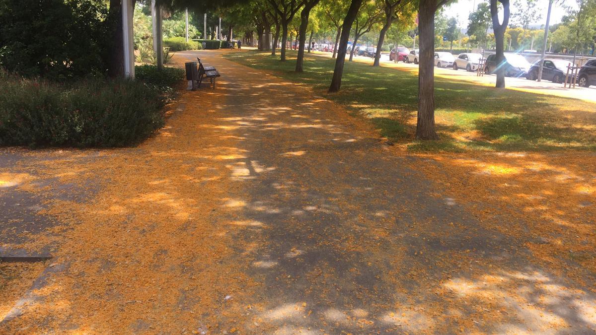 Flores de tipuana en un paseo del Gornal, en L
