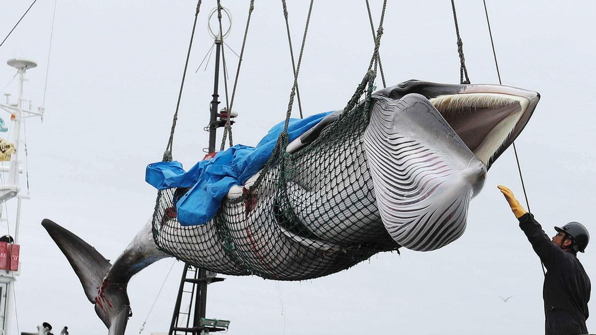 Ballena recién capturada.
