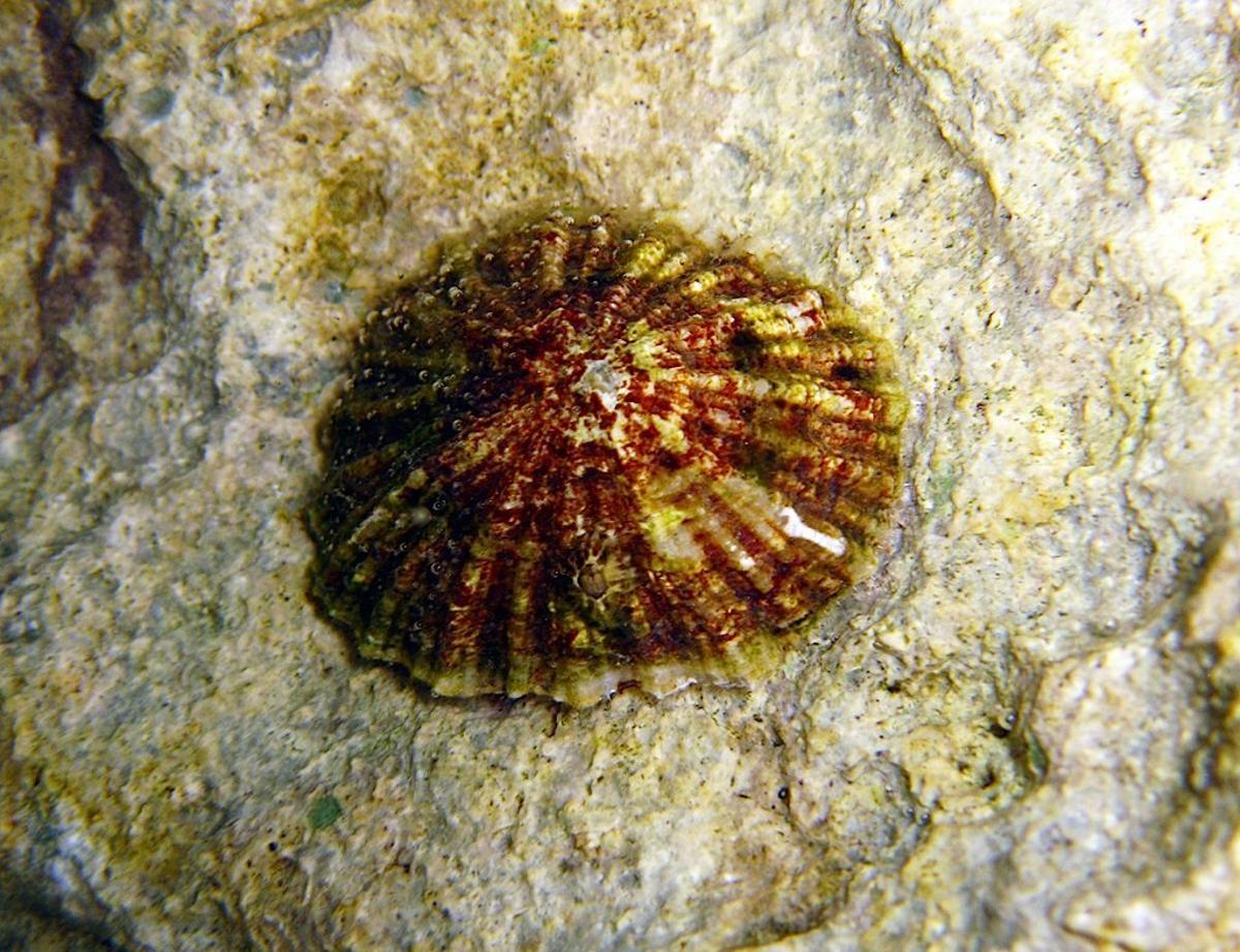 Exemple de 'Patella ferruginea'