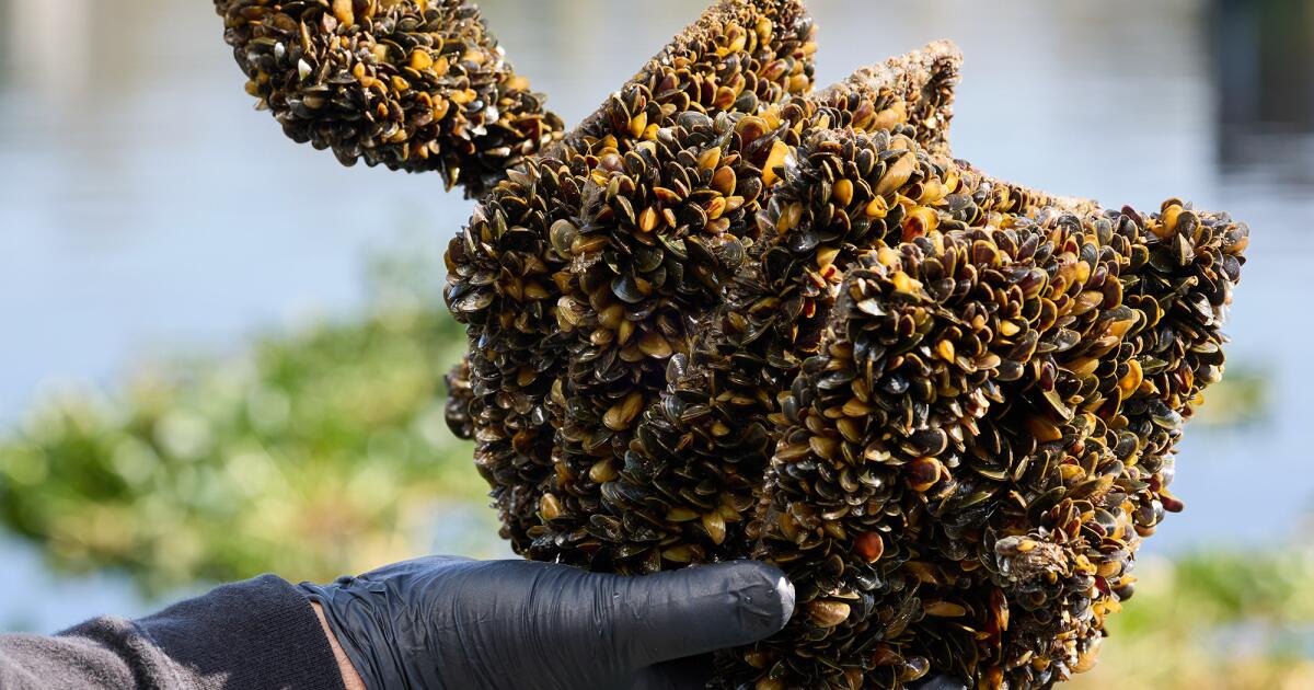 La Californie supprime les garanties concernant les moules dorées du lac Oroville