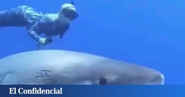 Le biologiste Ocean Ramsey nage aux côtés de l'un des plus grands requins du monde à Hawaï : 6 mètres de long et plus de 2 tonnes.