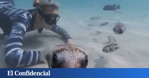 Le biologiste Ocean Ramsey nage avec une multitude de poissons-globes au Japon : leurs dents ne cessent de pousser et leur estomac est extrêmement élastique