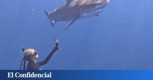 Le biologiste Ocean Ramsey nage avec une multitude de requins tigres : ils mesurent plus de 4 mètres et pèsent plus de 900 kg