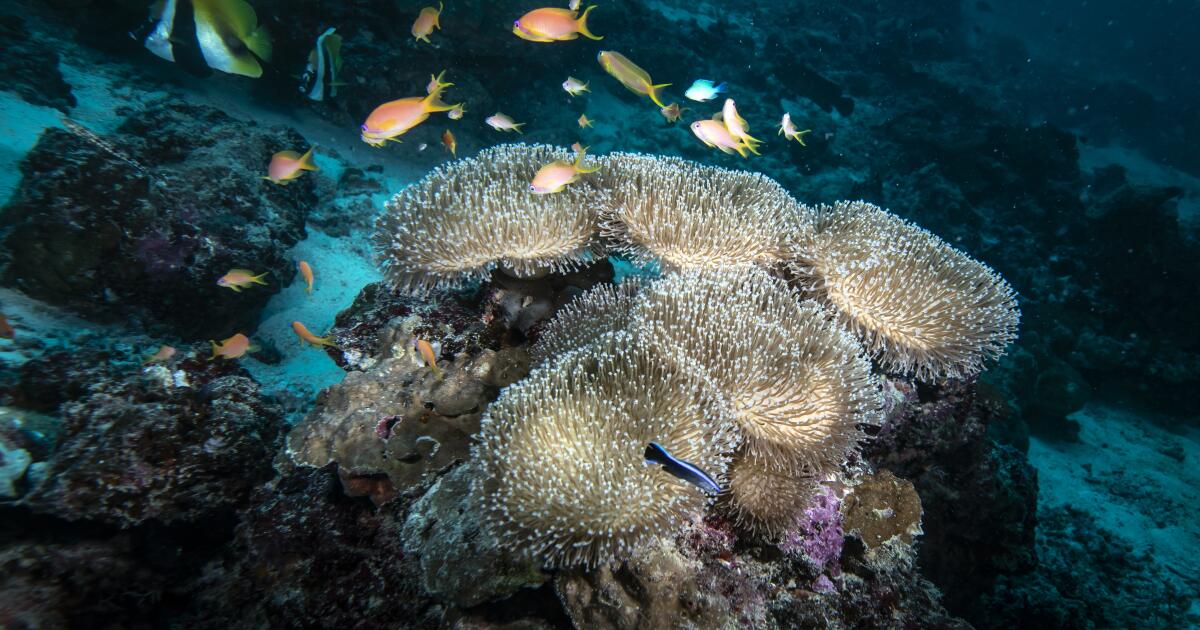 Le changement climatique et la pollution poussent les océans à un point de bascule, selon un rapport de l'ONU