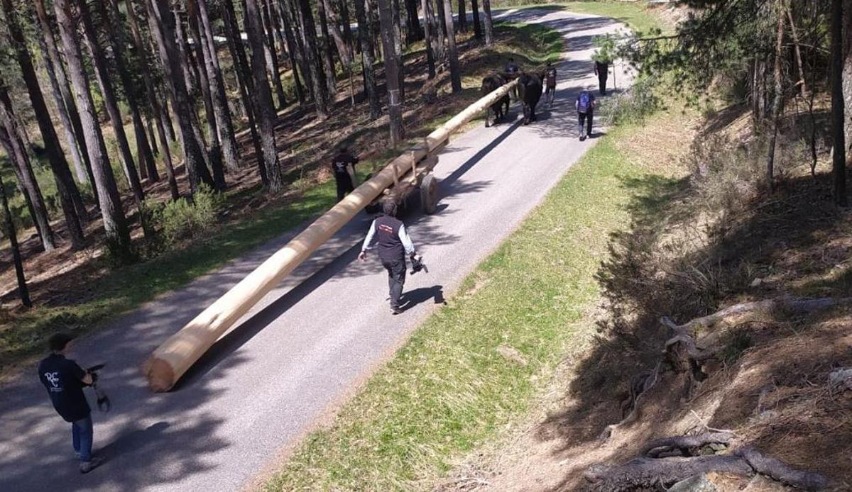 Retirada de pinos dans la comarca de Pinares, entre Soria et Burgos, par partie de la Real Cabaña de Carreteros.
