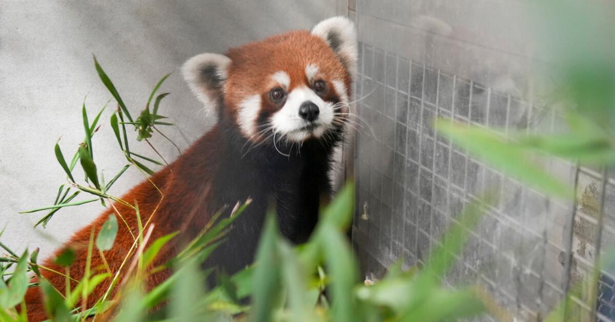 Le zoo de Taipei accueille deux pandas roux de Chine, pour la première fois depuis plus d'une décennie