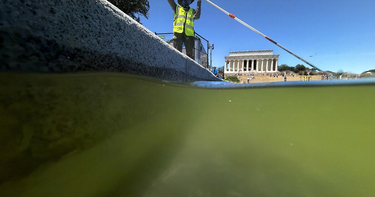 Les algues persistent dans le bassin réfléchissant, malgré les efforts de l'administration Trump pour clarifier les eaux troubles.