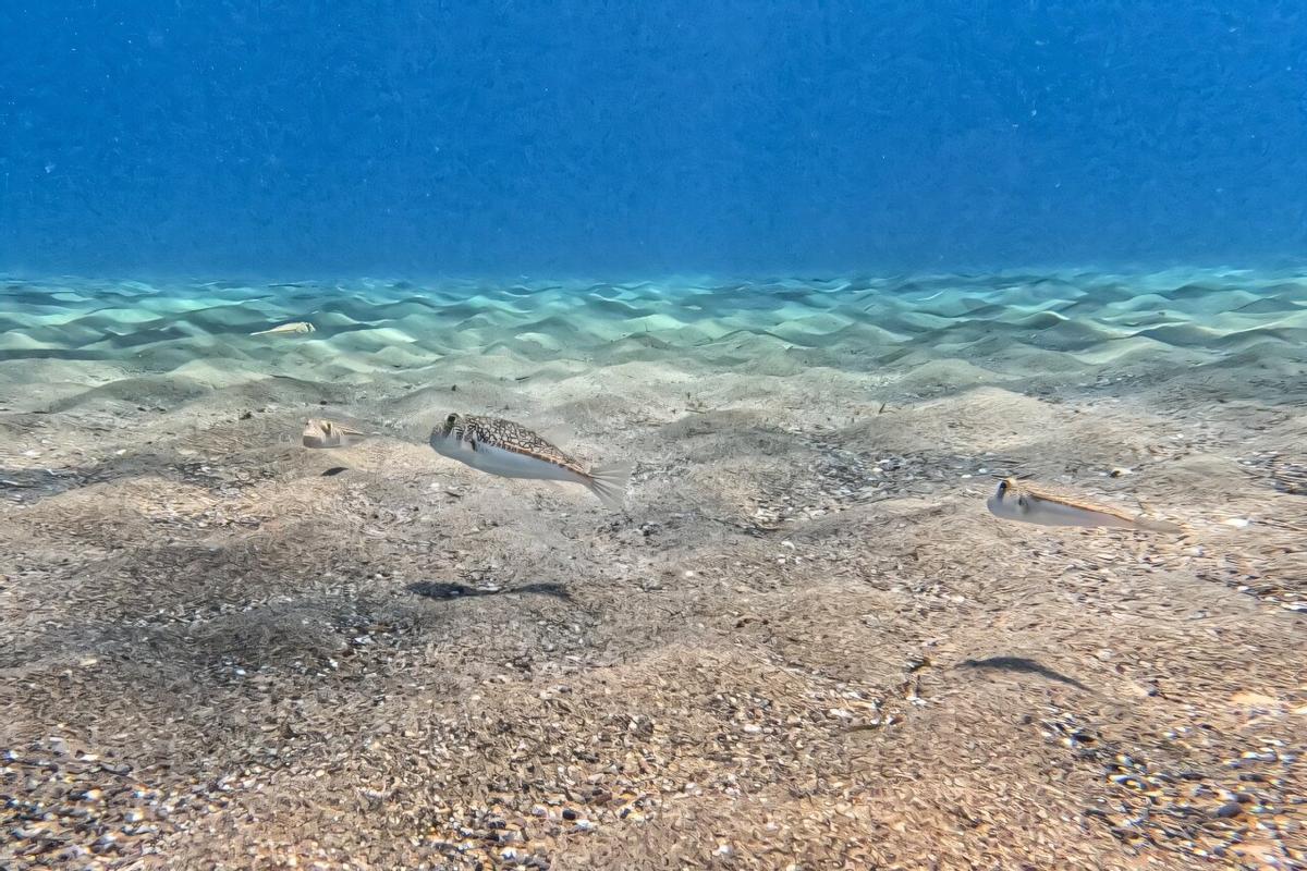 L'espèce a une vue par première fois sur la Méditerranée depuis des années