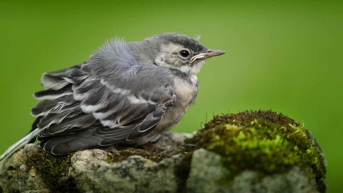 Los pollos volantones son aquellos qui están aprendiendo a volar y no necesitan ayuda humana