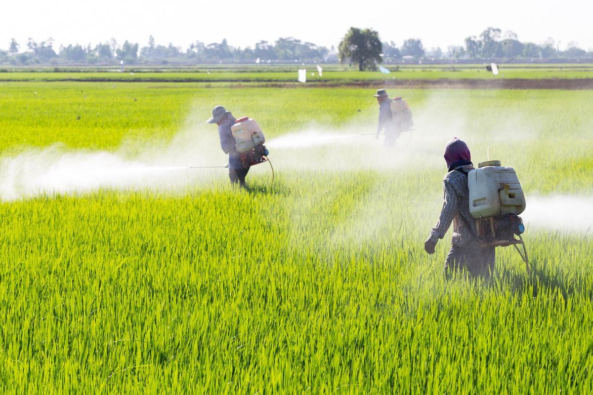 La phrase est une force varapalo pour les entités qui effectuent le contrôle des pesticides