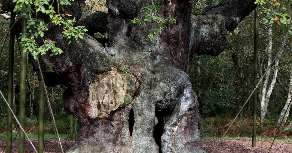 Un chêne centenaire qui aurait abrité le légendaire Robin des Bois est mort