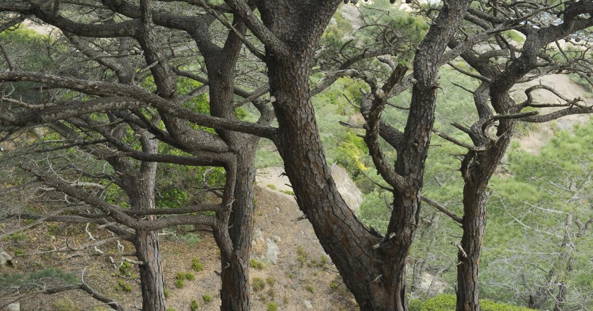 Un incendie de forêt a brûlé mes souvenirs de l'île Santa Rosa. Maintenant, nous attendons de voir ce qui reste