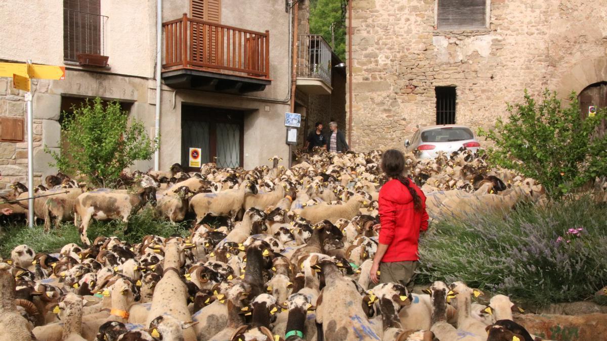 Un rebaño en transhumancia en una plaza de Riudaura (Girona), en junio de 2024.