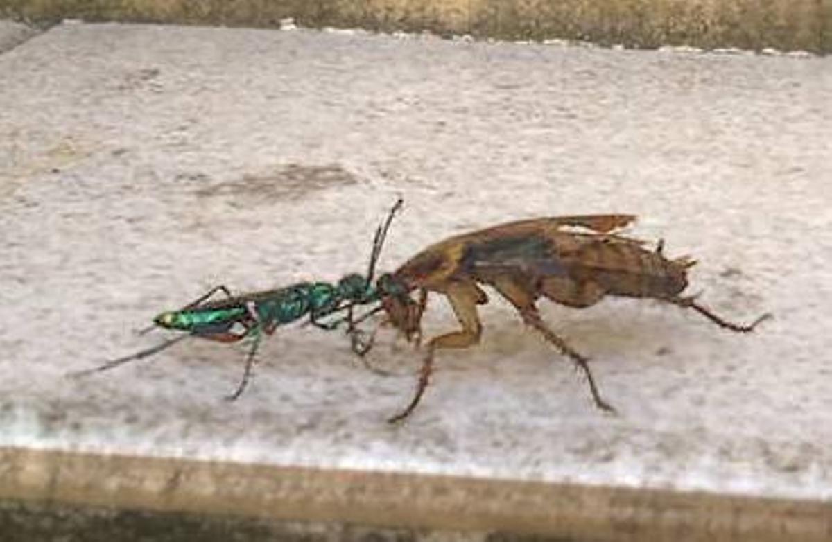 Un avispa esmeralda arrastra à una cucaracha.