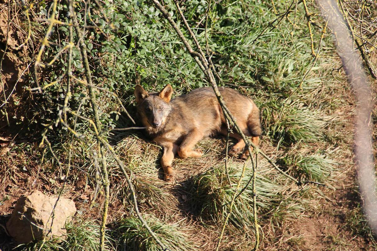 Un exemple de loup ibérique à Cabárceno