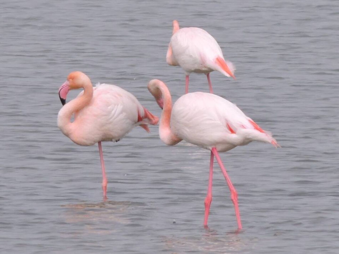 Flamants roses dans le delta de l'Èbre. (José Luis Gallego)