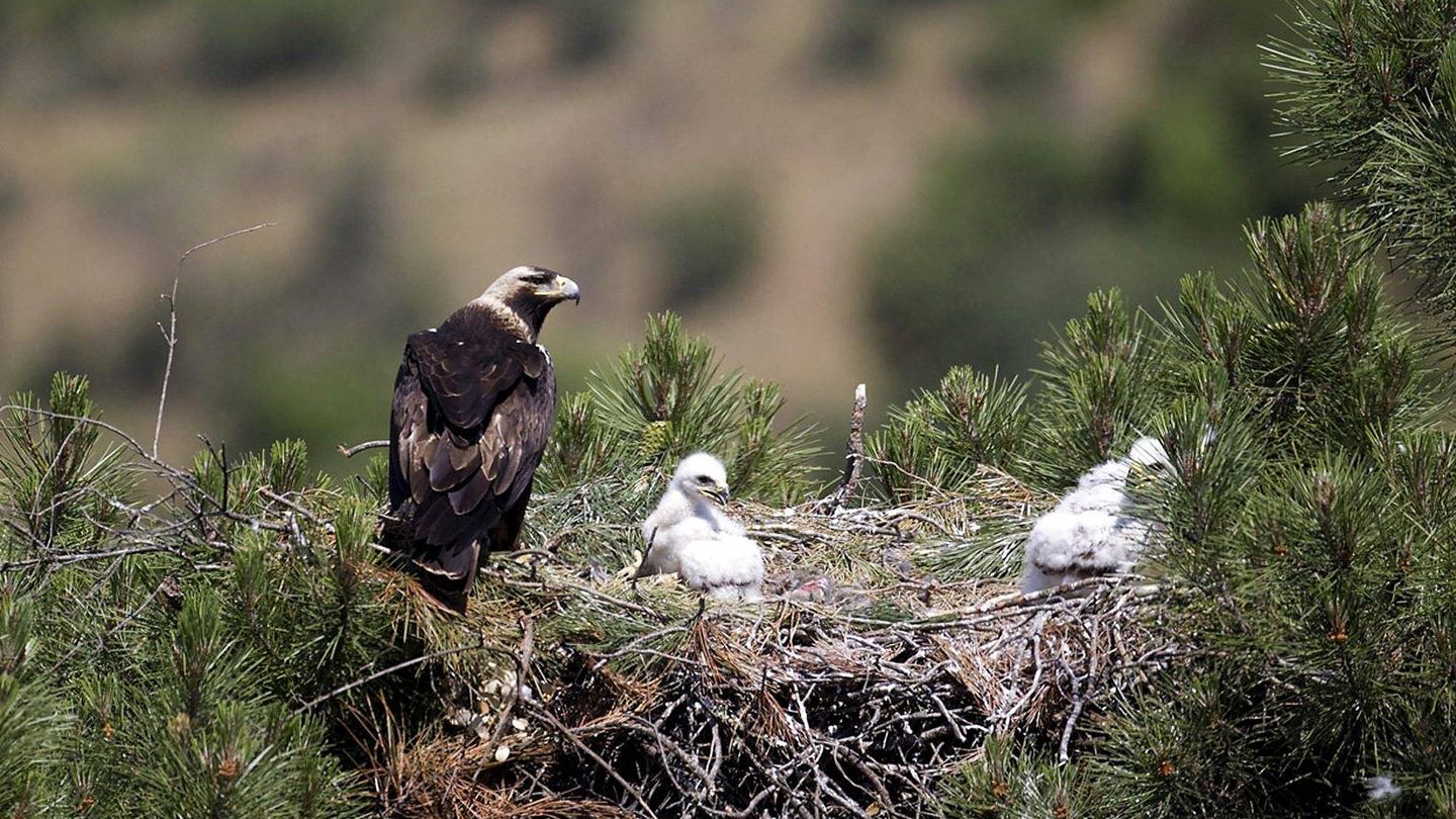 Nid d'aigle impérial ibérique. (EFE/Junte d'Andalousie)