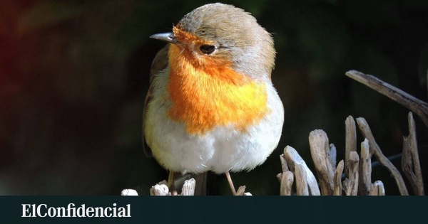 Combien d’argent gagnons-nous grâce aux oiseaux ? La science a fait le calcul et elle surprend
