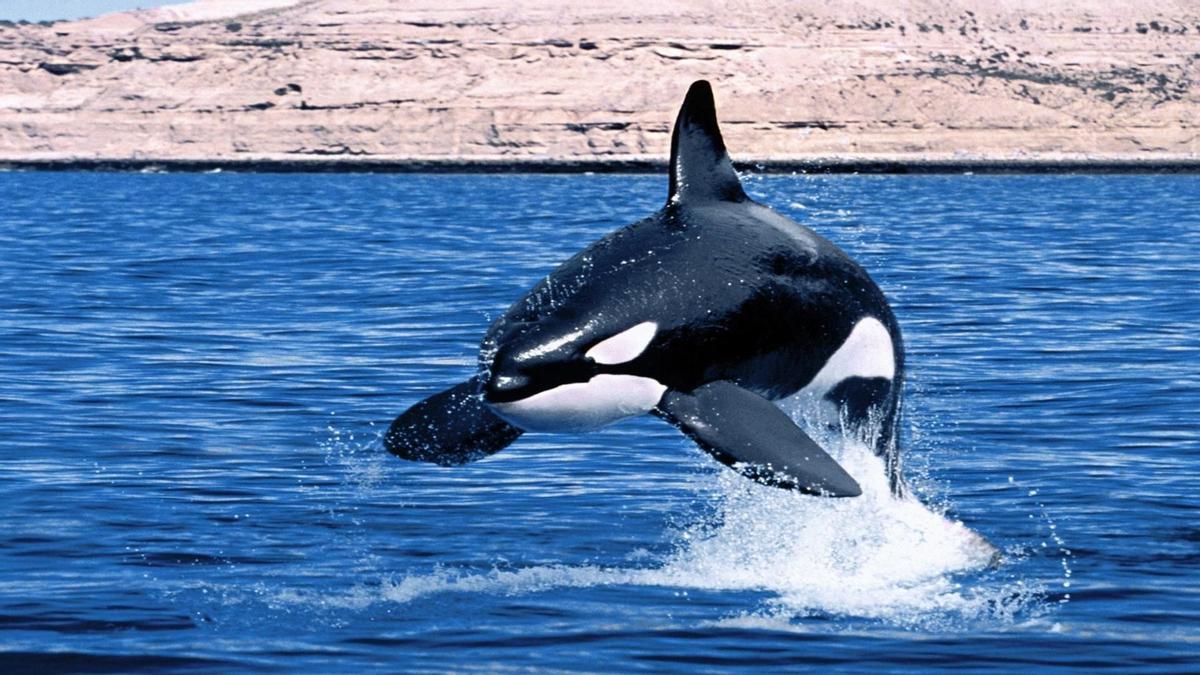Les orques sont des animaux très intelligents et sociaux