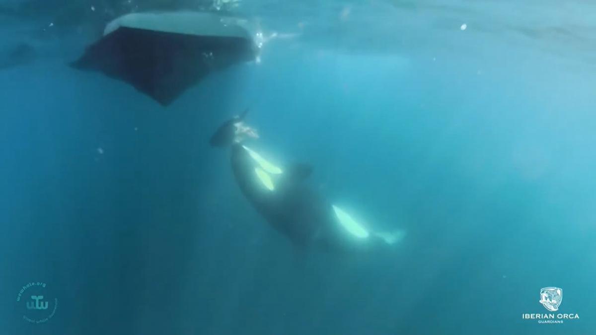 La orca, acercándose al barco con un trozo de comida en la boca