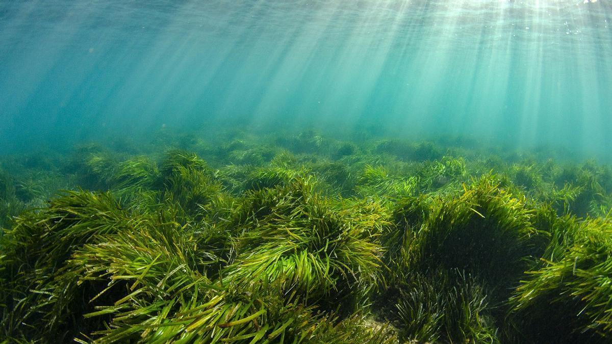 Pradera de posidonia en los fondos marinos de Ibiza