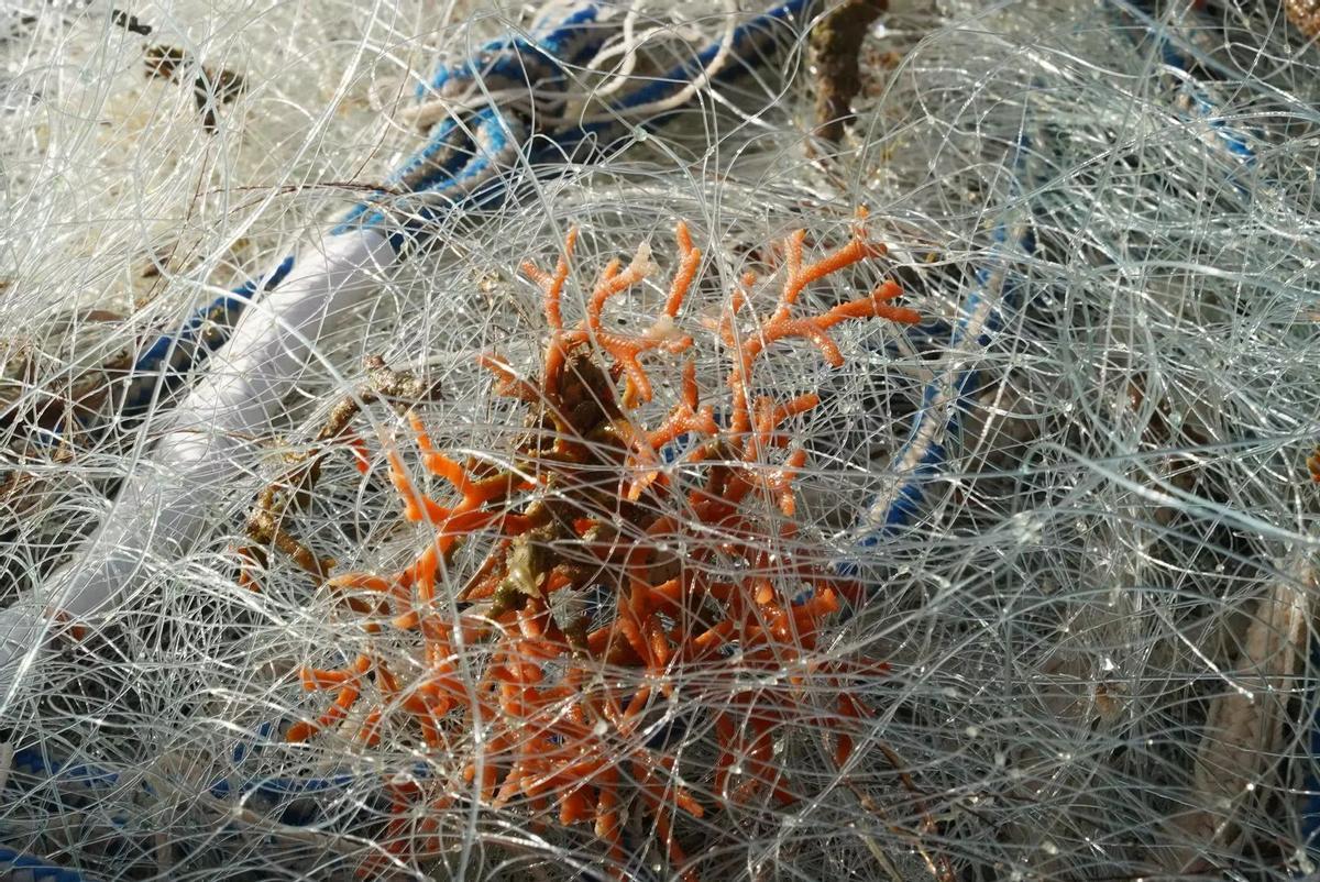 Un corail attrapé dans un rouge pendant les travaux de pêche