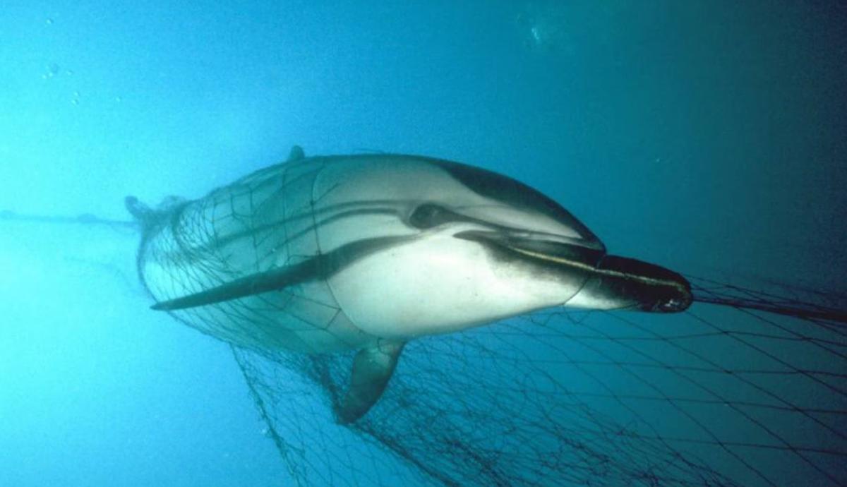 Delfin s'est inscrit accidentellement dans un art de la pêche