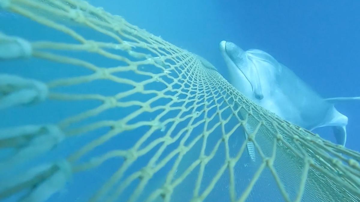 Un delfín, aproximándose a una red de pesca